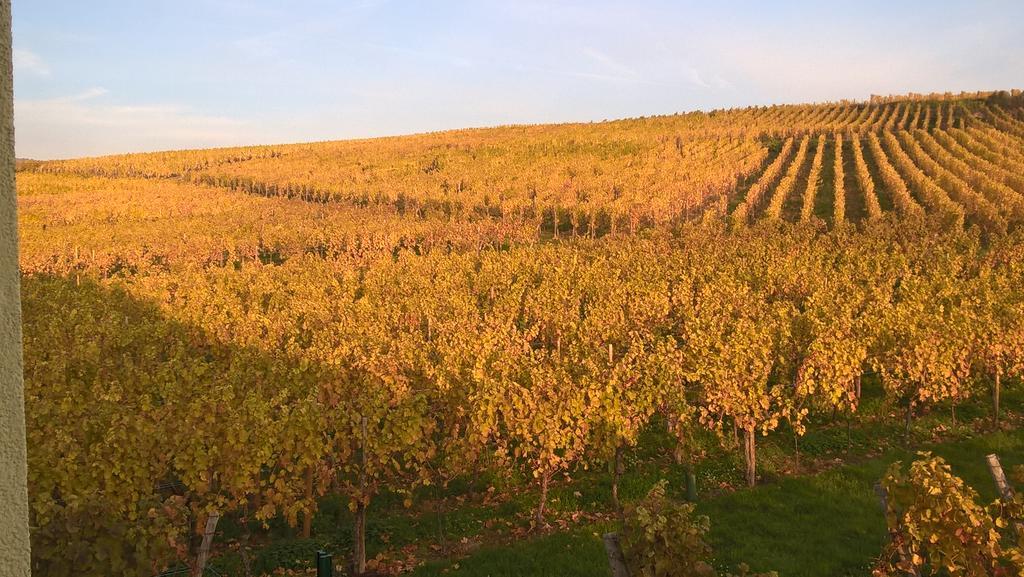 Maison D'Hotes Les Feuilles D'Or Eichhoffen Luaran gambar